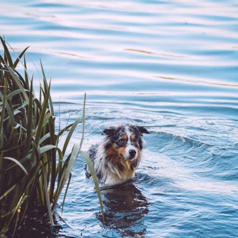 margot-villa-chien-nature-femme11