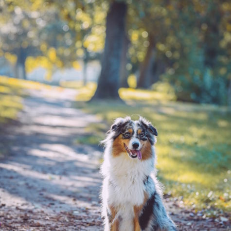 margot-villa-chien-nature-femme6